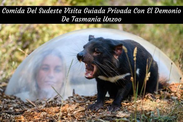 Comida Del Sudeste Visita Guiada Privada Con El Demonio De Tasmania Unzoo