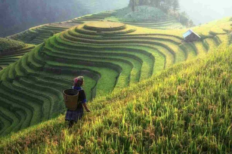 Agro-Based Industry – Describe, Briefly